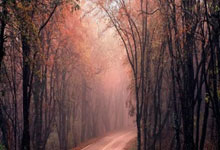 阿根廷队挑落对手，高举胜利旗帜